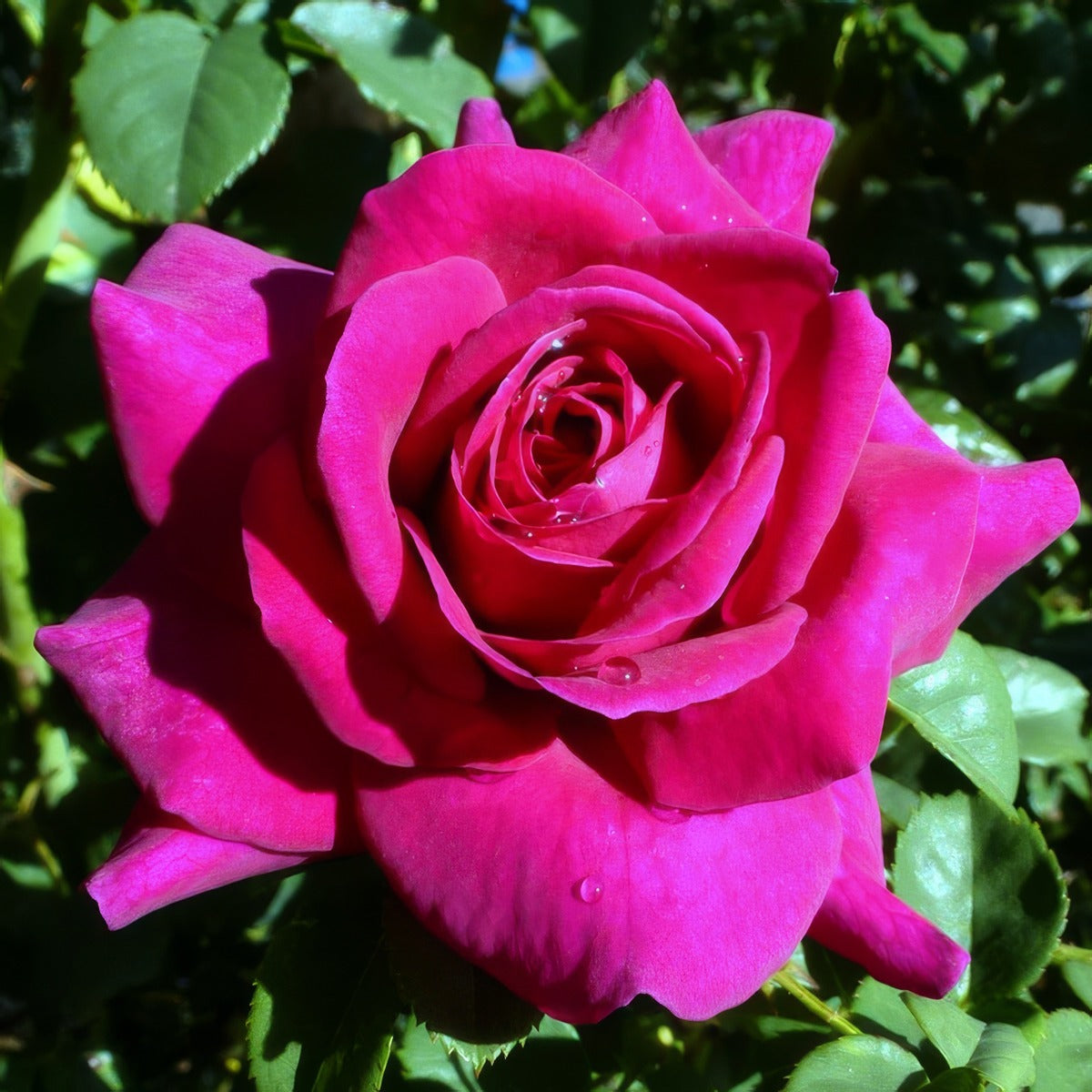 Brindabella Rose Pride Rosbpri - Garden Express Australia