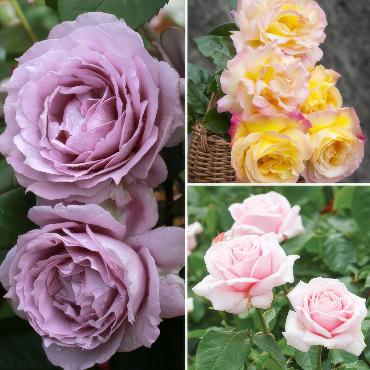Fragrant Rose Collection 2026 Colrosfra - Garden Express Australia