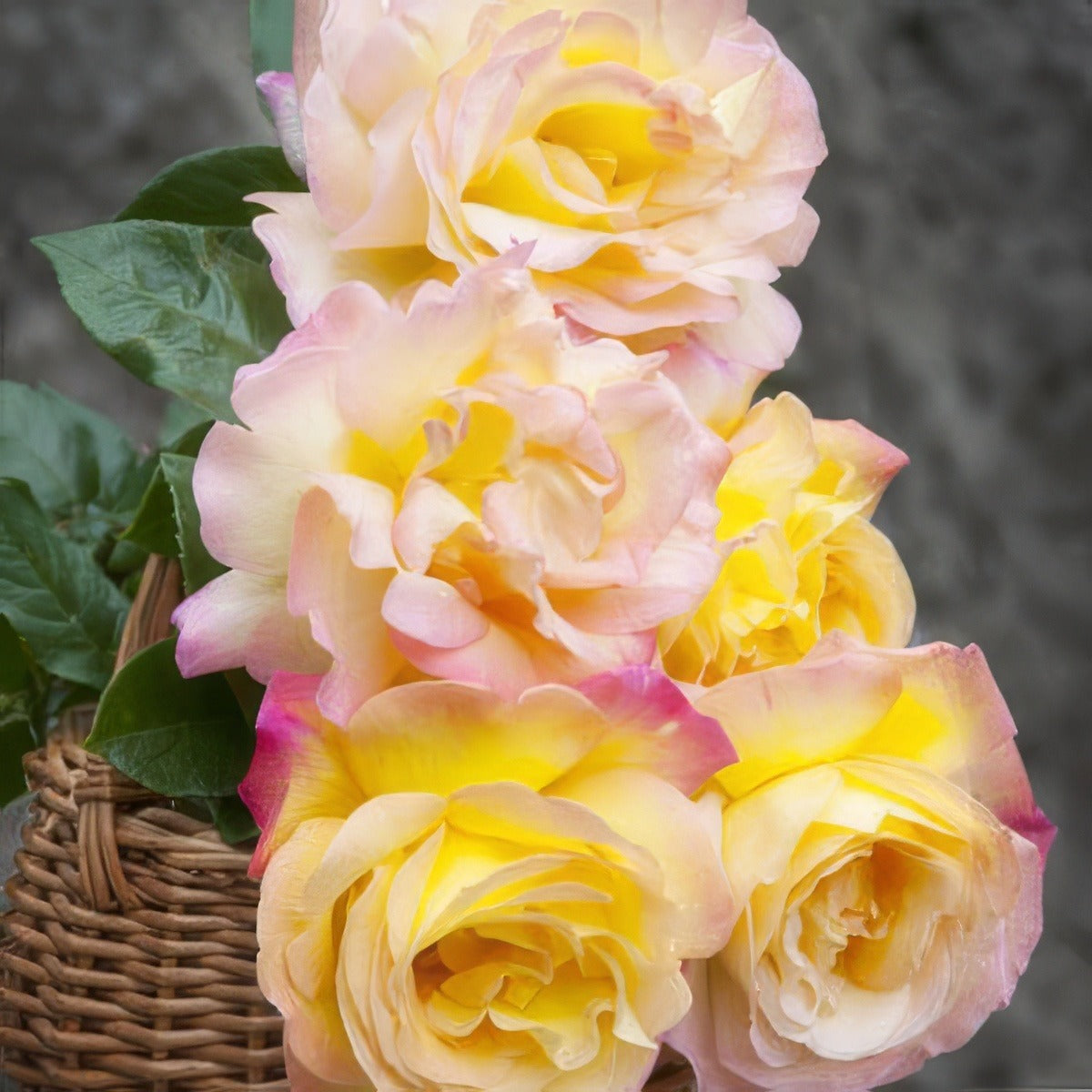Peace Std Rose Rosspea - Garden Express Australia