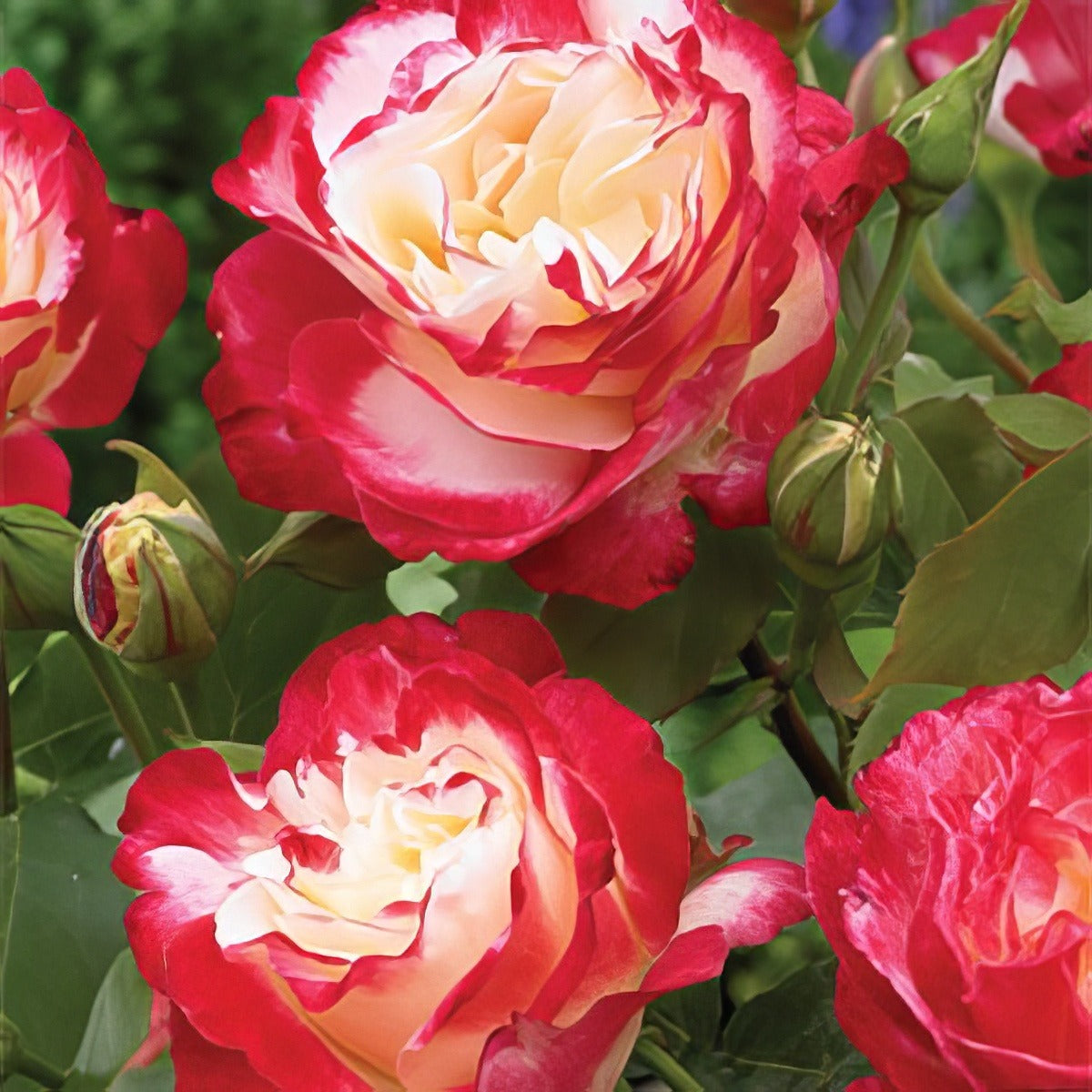 Double Delight Roshdde 2020 - Garden Express Australia