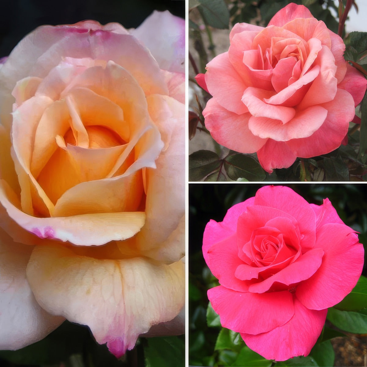 Thornless Rose Collection Colrostho - Garden Express Australia