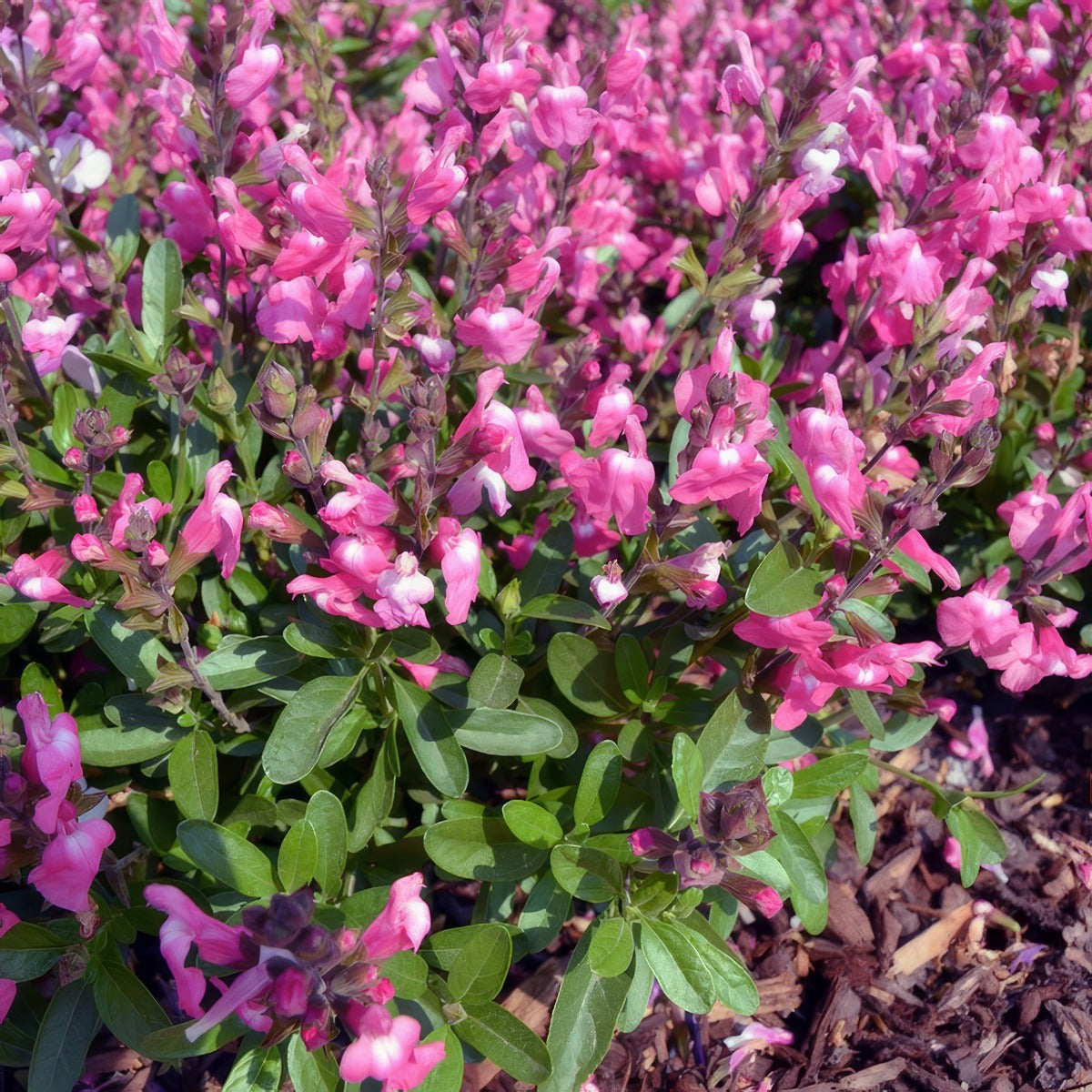 Salvia Mirage Pink - Garden Express Australia