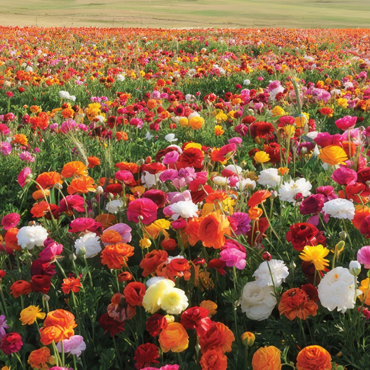 Ranunculi Mixed Pkarnmxd 2020 - Garden Express Australia