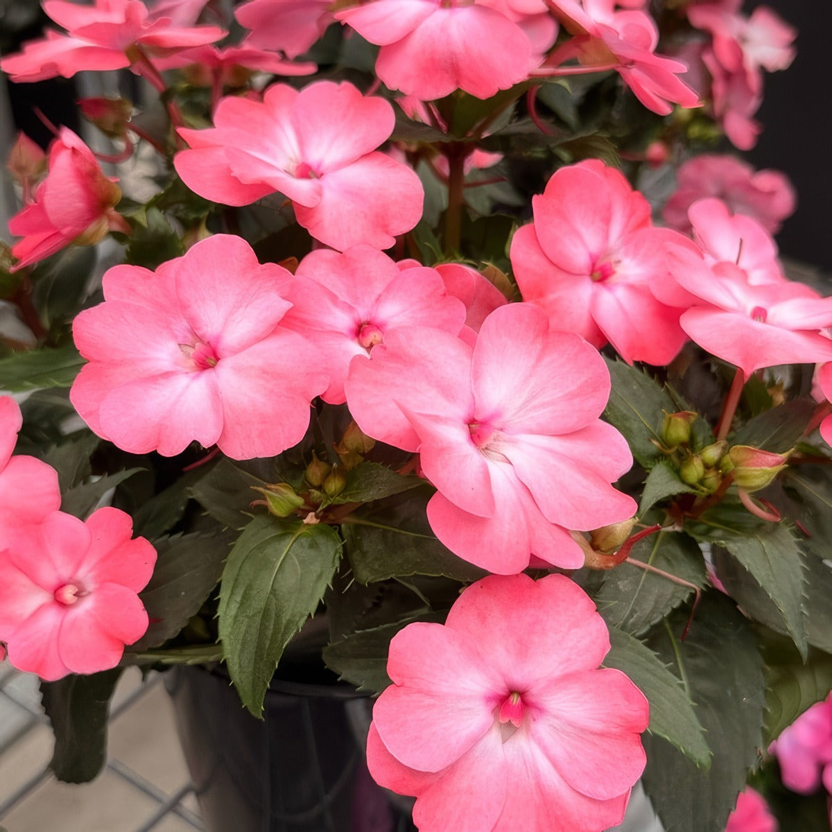 Sunpatiens Compact Coral Flash 1 - Garden Express Australia