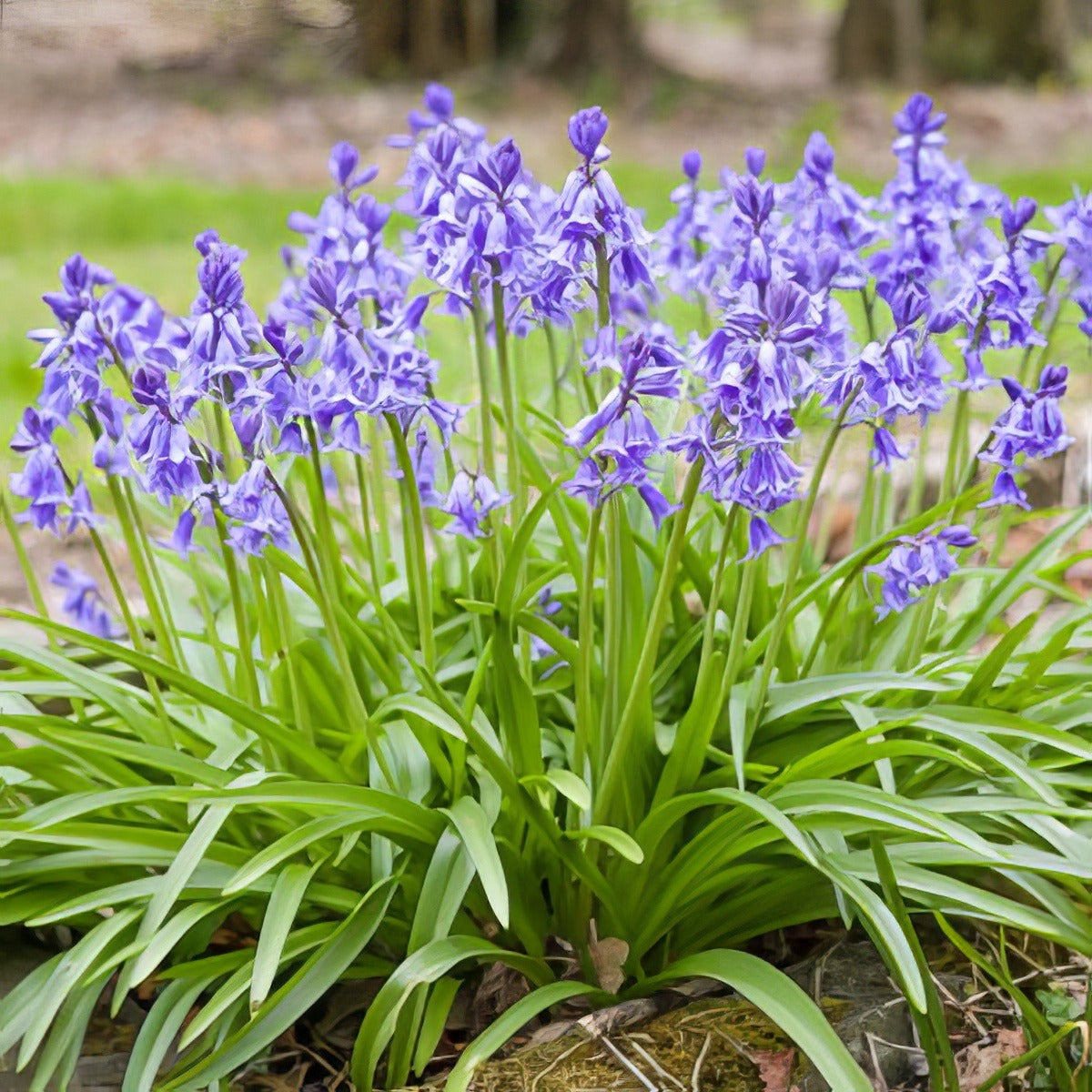 Spanishbells Blue Pksbeblu 2025 - Garden Express Australia