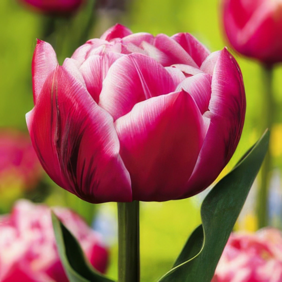 Tulip Columbus Pktulcol 2018 - Garden Express Australia