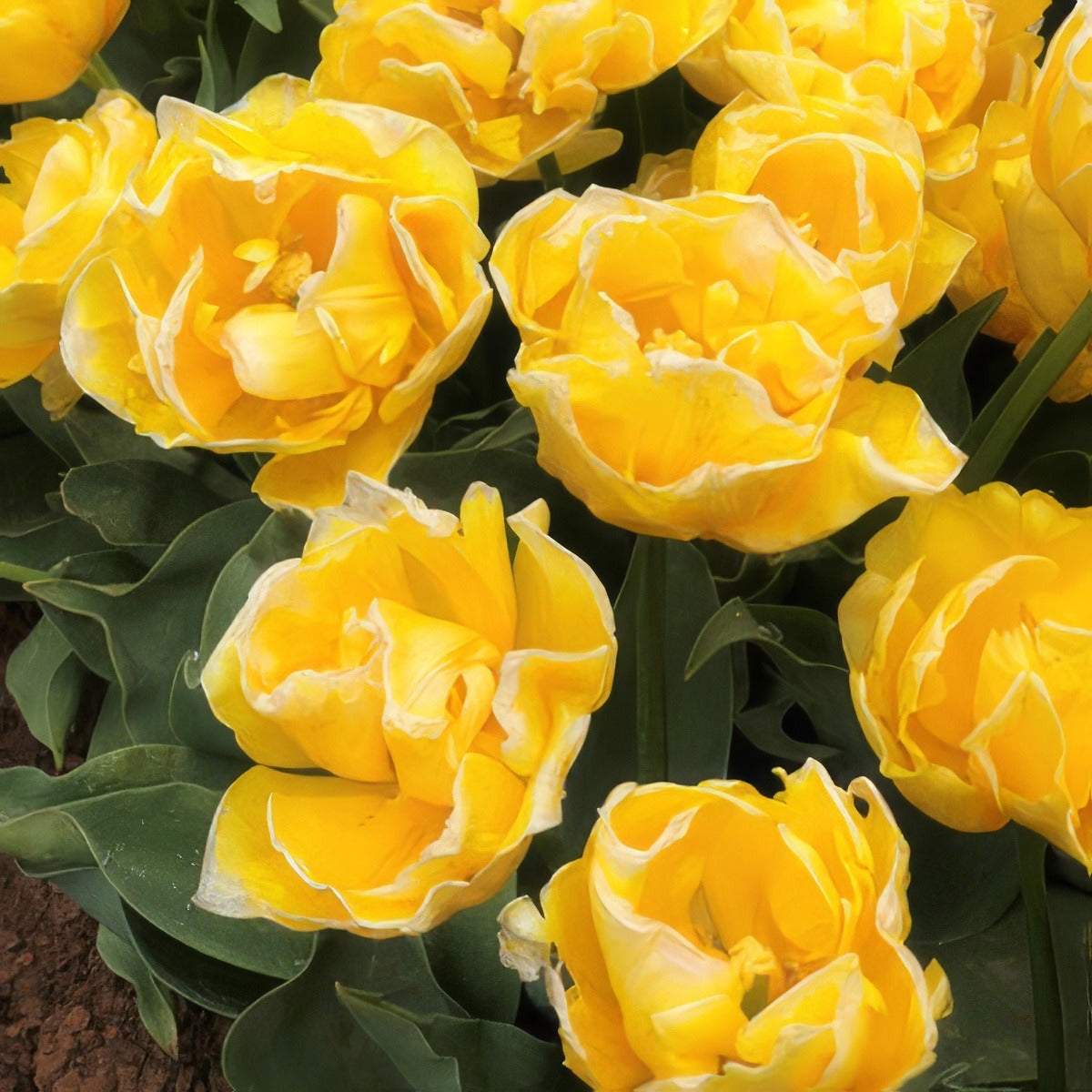 Tulip Vedi Napoli Pktulvna - Garden Express Australia