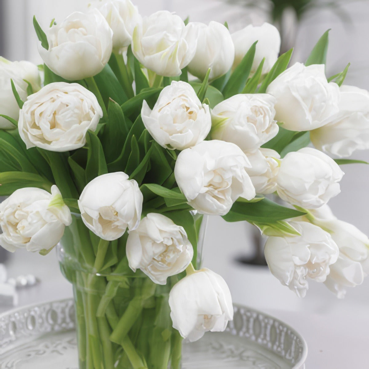 Tulip White Heart Pktulwhe - Garden Express Australia