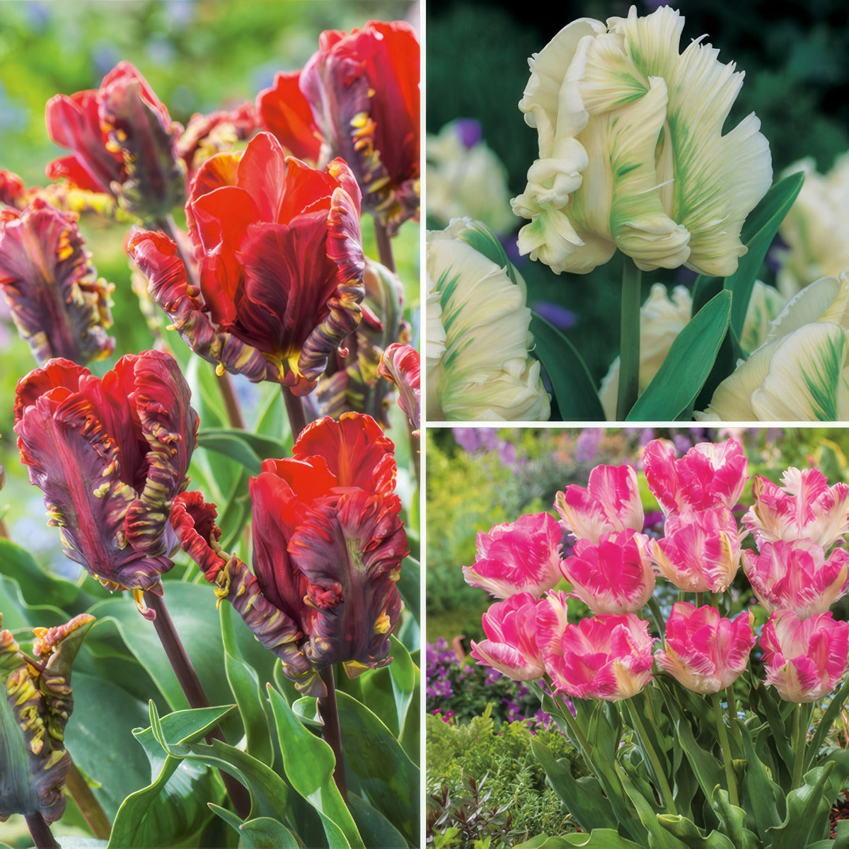 Tulip Parrot Collection 2024 Coltulpco - Garden Express Australia