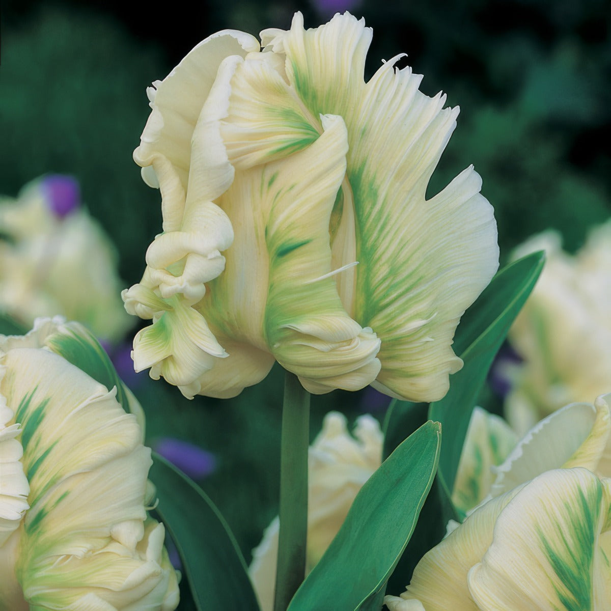 Tulip Super Parrot Pktulspa - Garden Express Australia