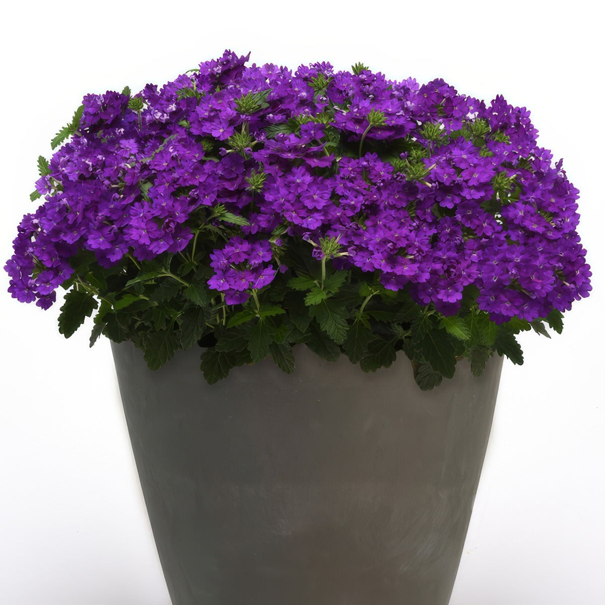 Verbena Cadet Violet Blue 1 - Garden Express Australia