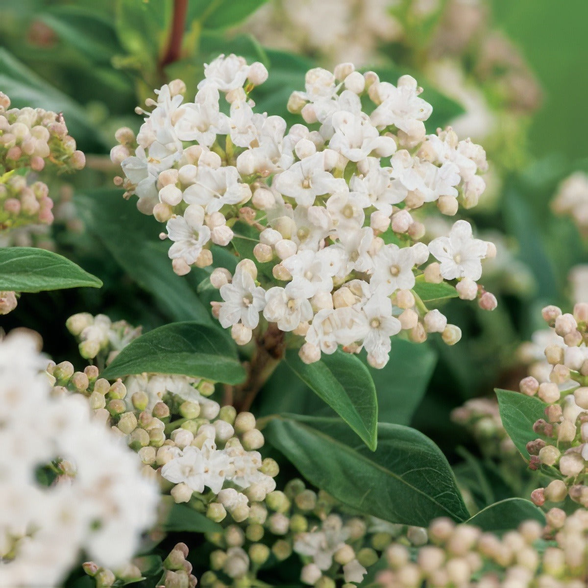 Viburnum Tinus Lpovibtin - Garden Express Australia