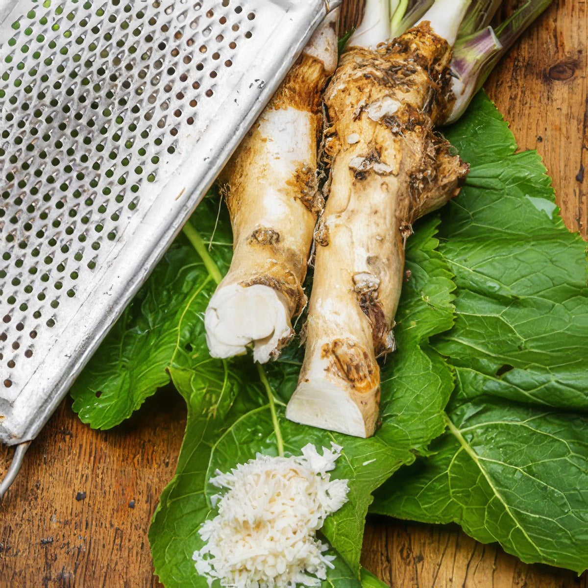Horseradish Root 15 St 154042517 - Garden Express Australia