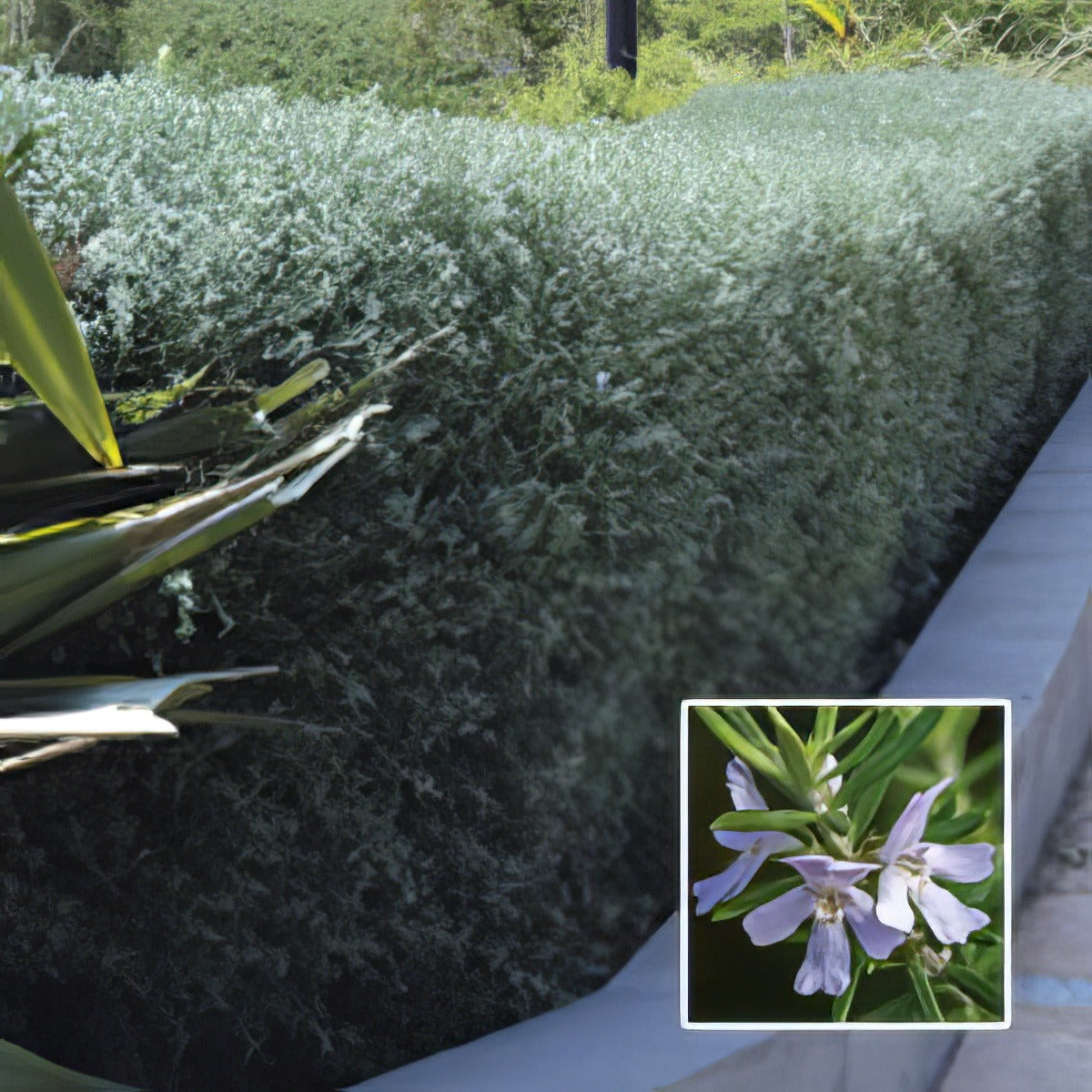 Westringia Wynyabbi Gem Lpoweswge - Garden Express Australia