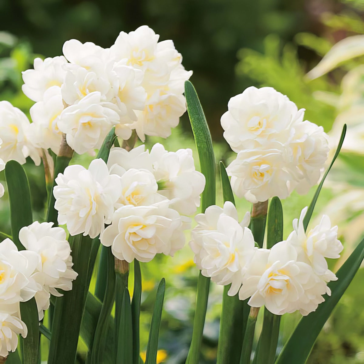 Jonquil Erlicheer 2 Pkjonerl 2026 - Garden Express Australia