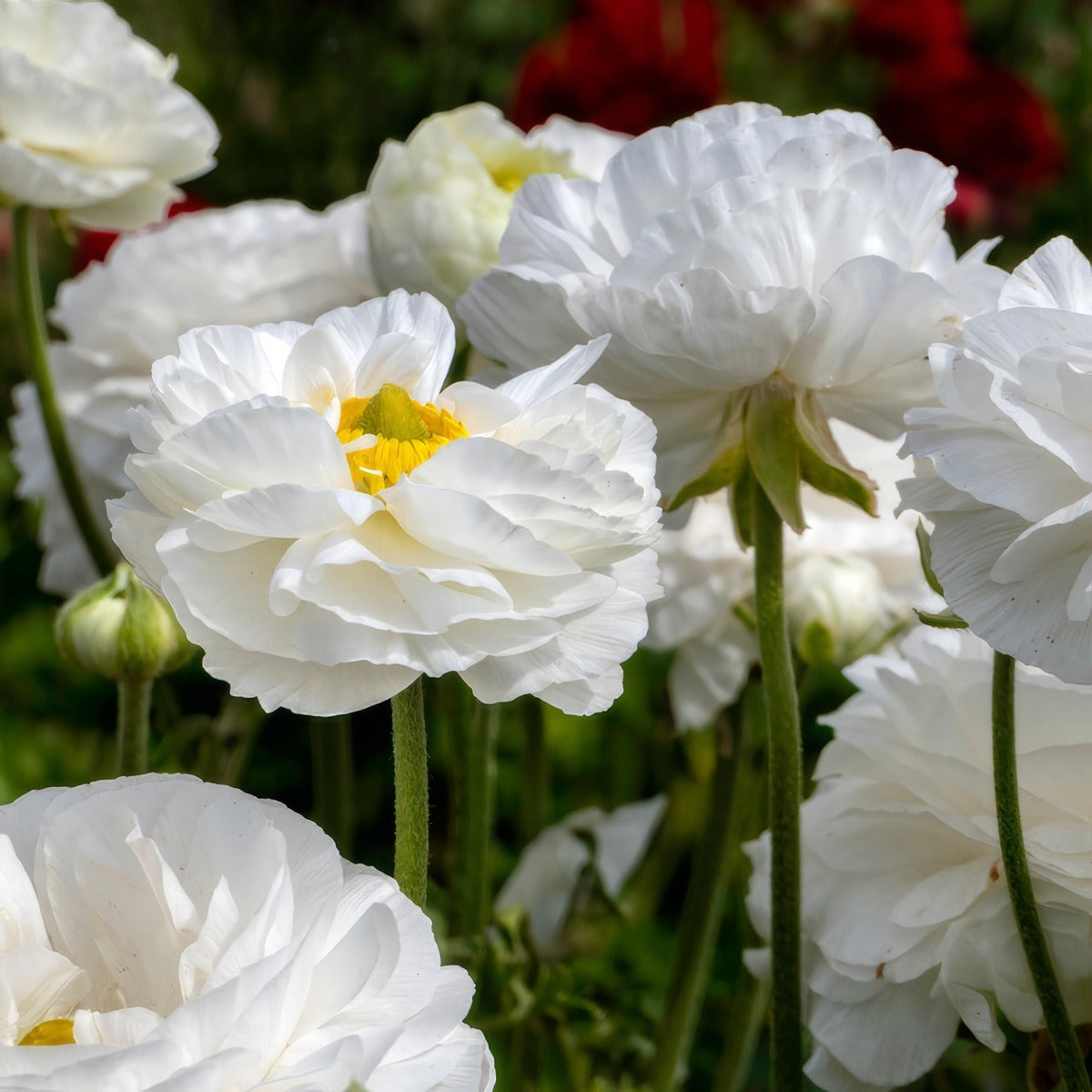 Ranunculi White 2 Pkranwhi 2025 - Garden Express Australia