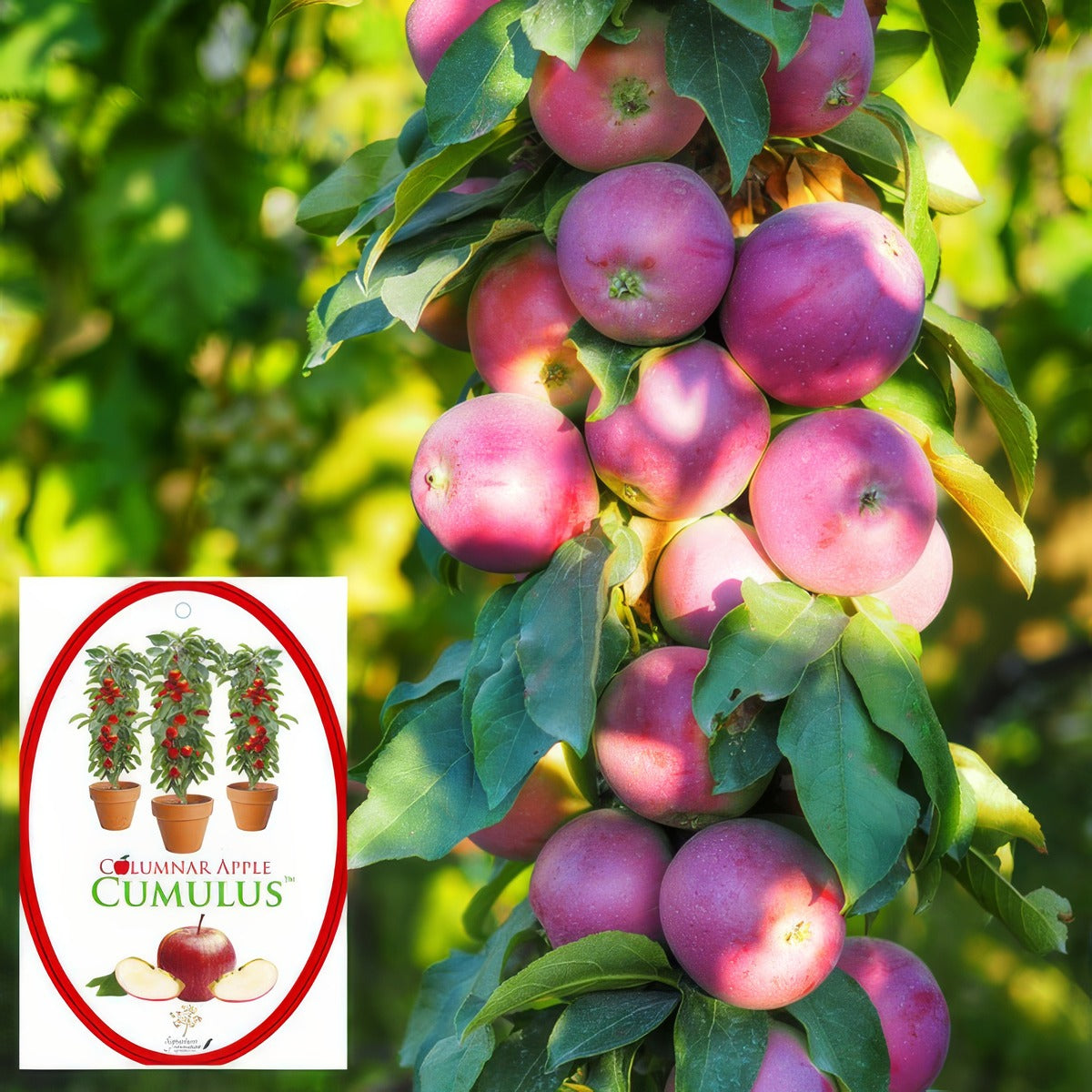 Columnar Apple Cumulus 1 P18capcum - Garden Express Australia