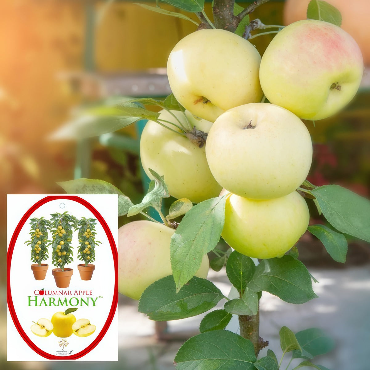 Columnar Apple Harmony P16caphar 1 - Garden Express Australia