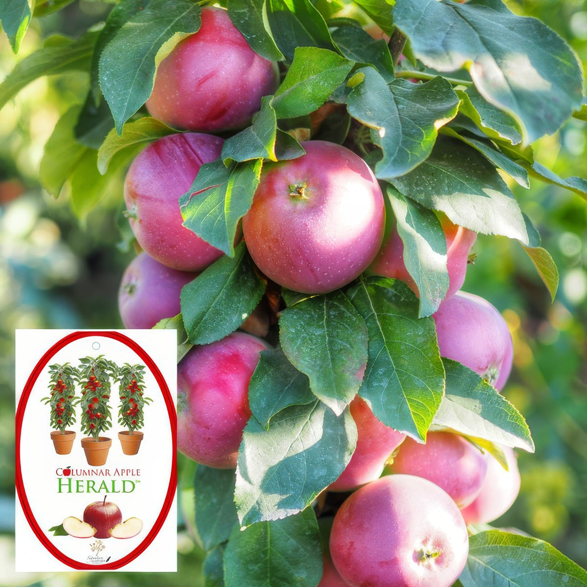 Columnar Apple Herald P18capher - Garden Express Australia