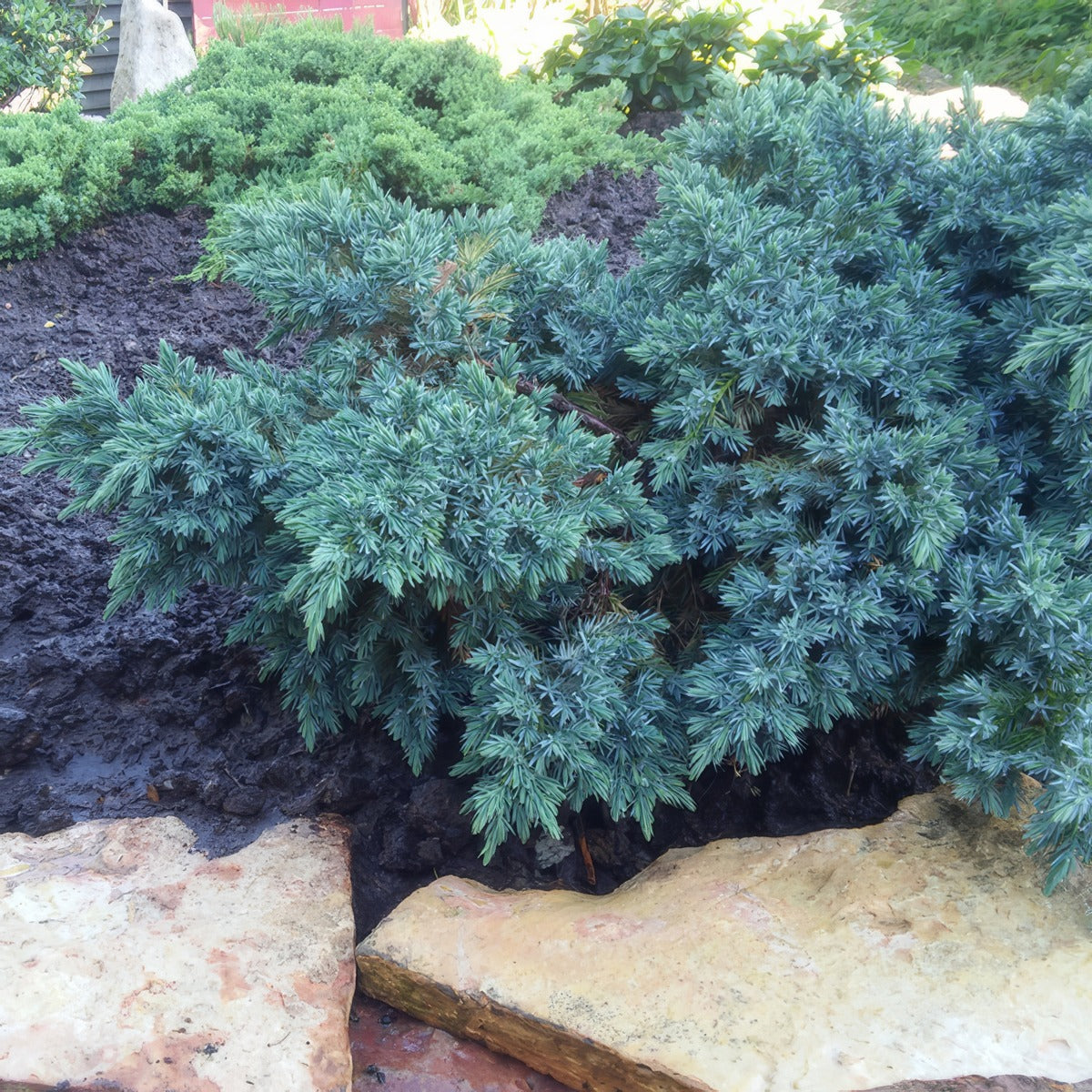 Conifer Blue Carpet Lpoconbca - Garden Express Australia