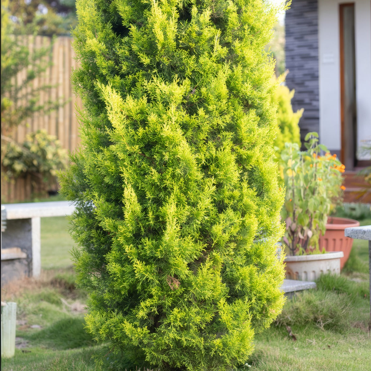 Conifer Lemon Cypress - Garden Express Australia