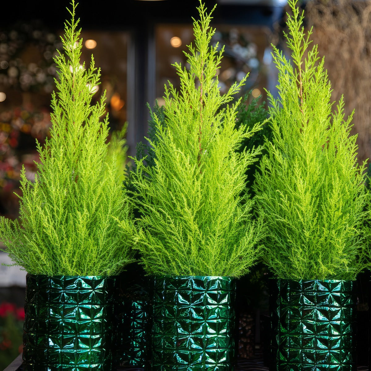 Conifer Lemon Cypress Lpoconlcy - Garden Express Australia