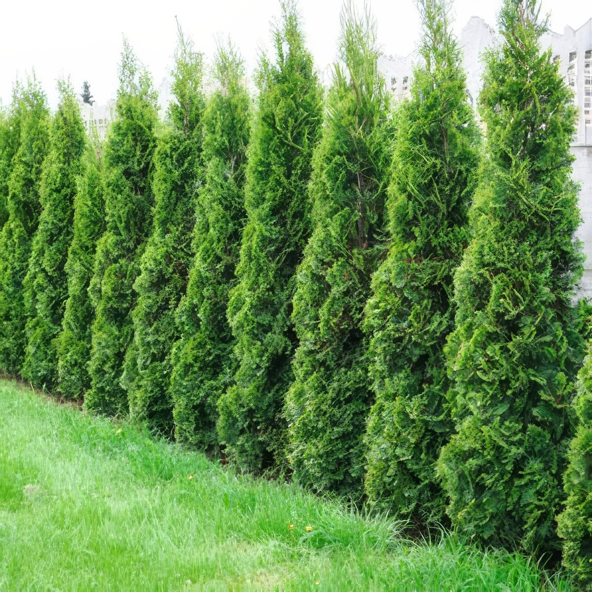Conifer Smaragd 14 - Garden Express Australia