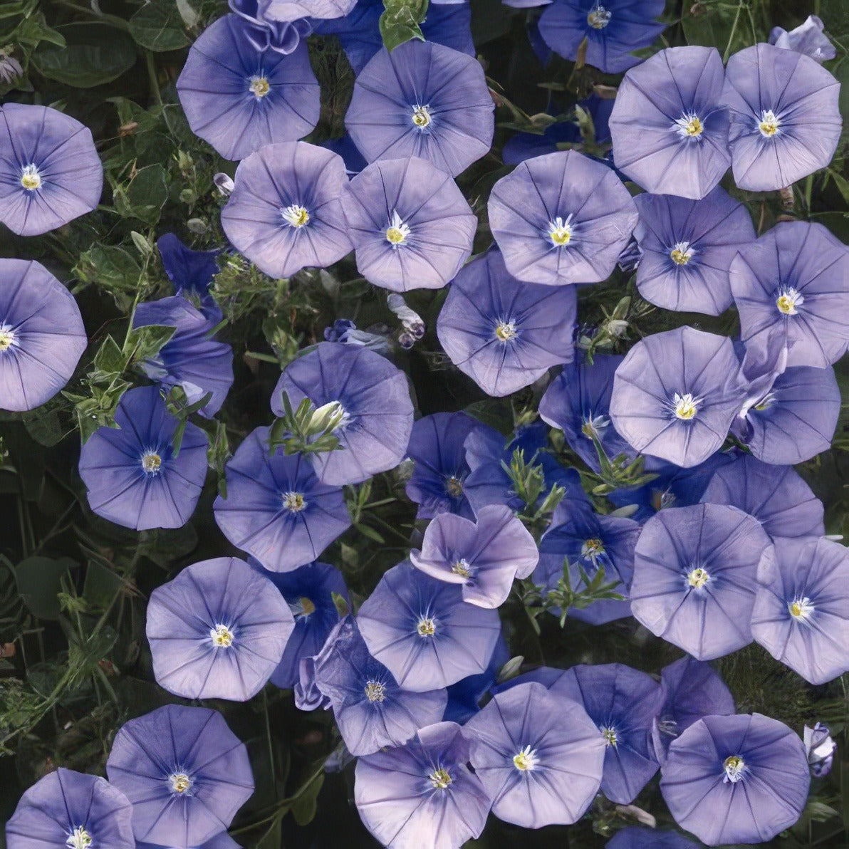 Convolvulus Blue 2012 - Garden Express Australia