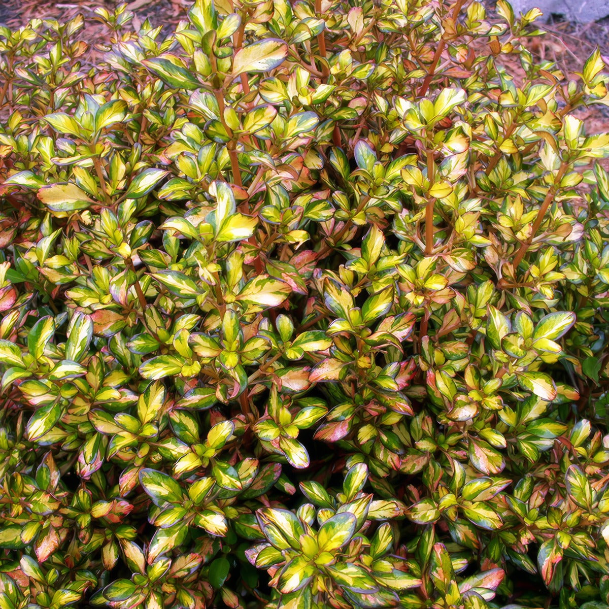 Coprosma Evening Glow Lpocopegl - Garden Express Australia