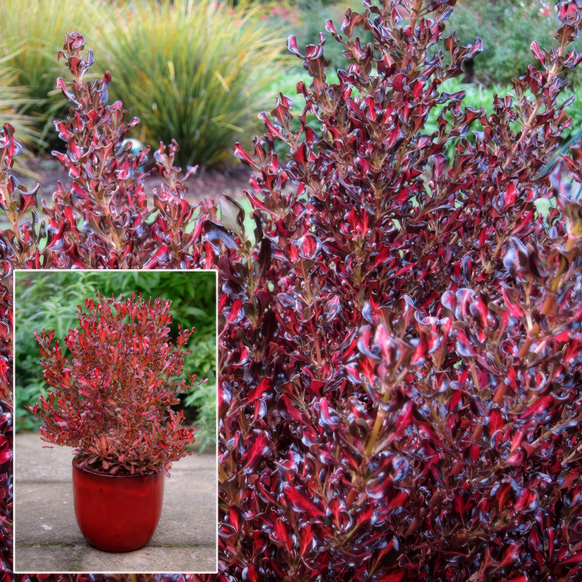 Coprosma Pacific Sunset P18coppss - Garden Express Australia