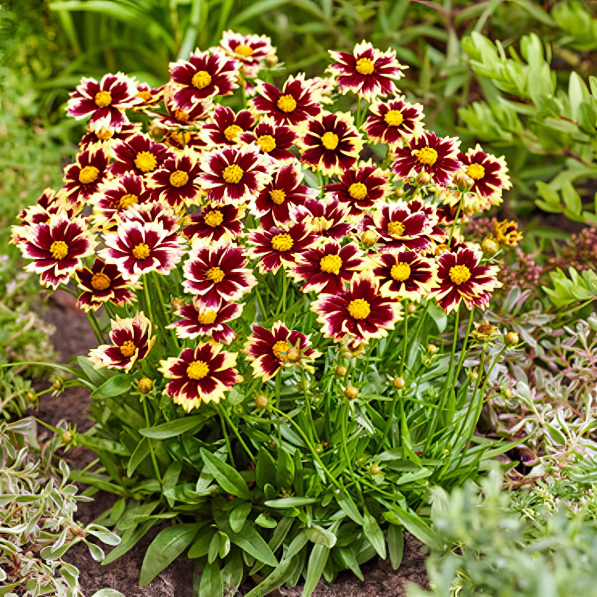 Coreopsis Solar Fancy - Garden Express Australia