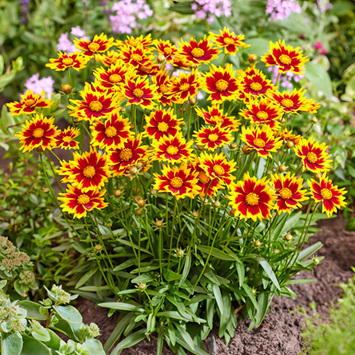 Coreopsis Solar Jewel - Garden Express Australia