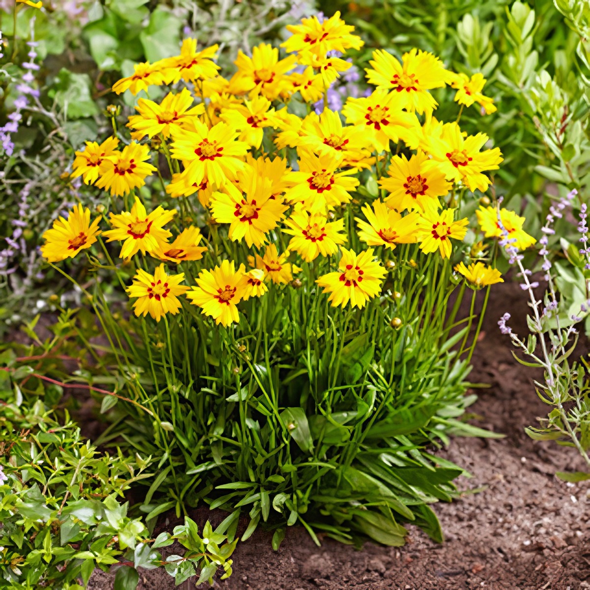 Coreopsis Solar Mellow P68corsml - Garden Express Australia