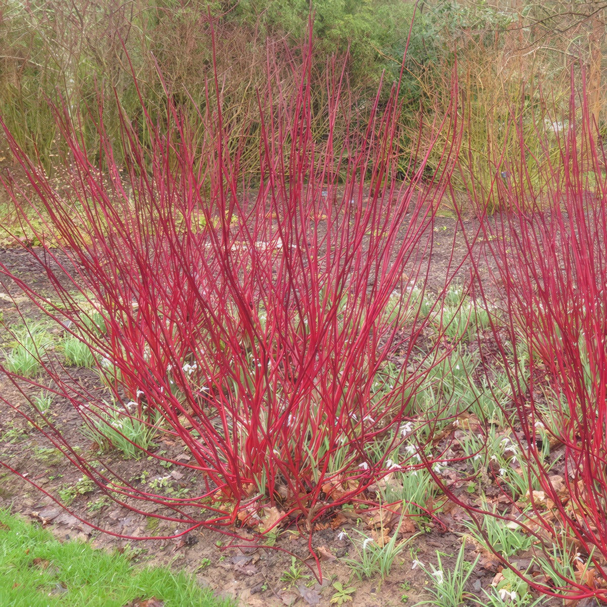 Cornus Red Stem Dogwood Pplcorrsd - Garden Express Australia