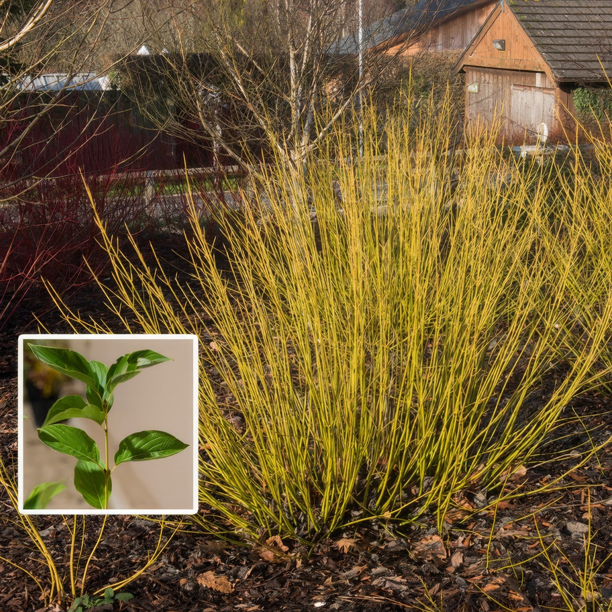 Cornus Yellow Stem Dogwood Pplcorysd - Garden Express Australia