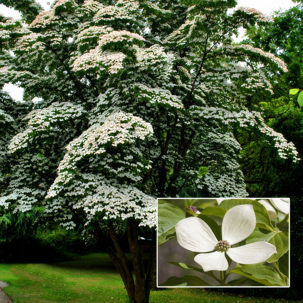 Cornus Kousa Constellation Trecorcon - Garden Express Australia