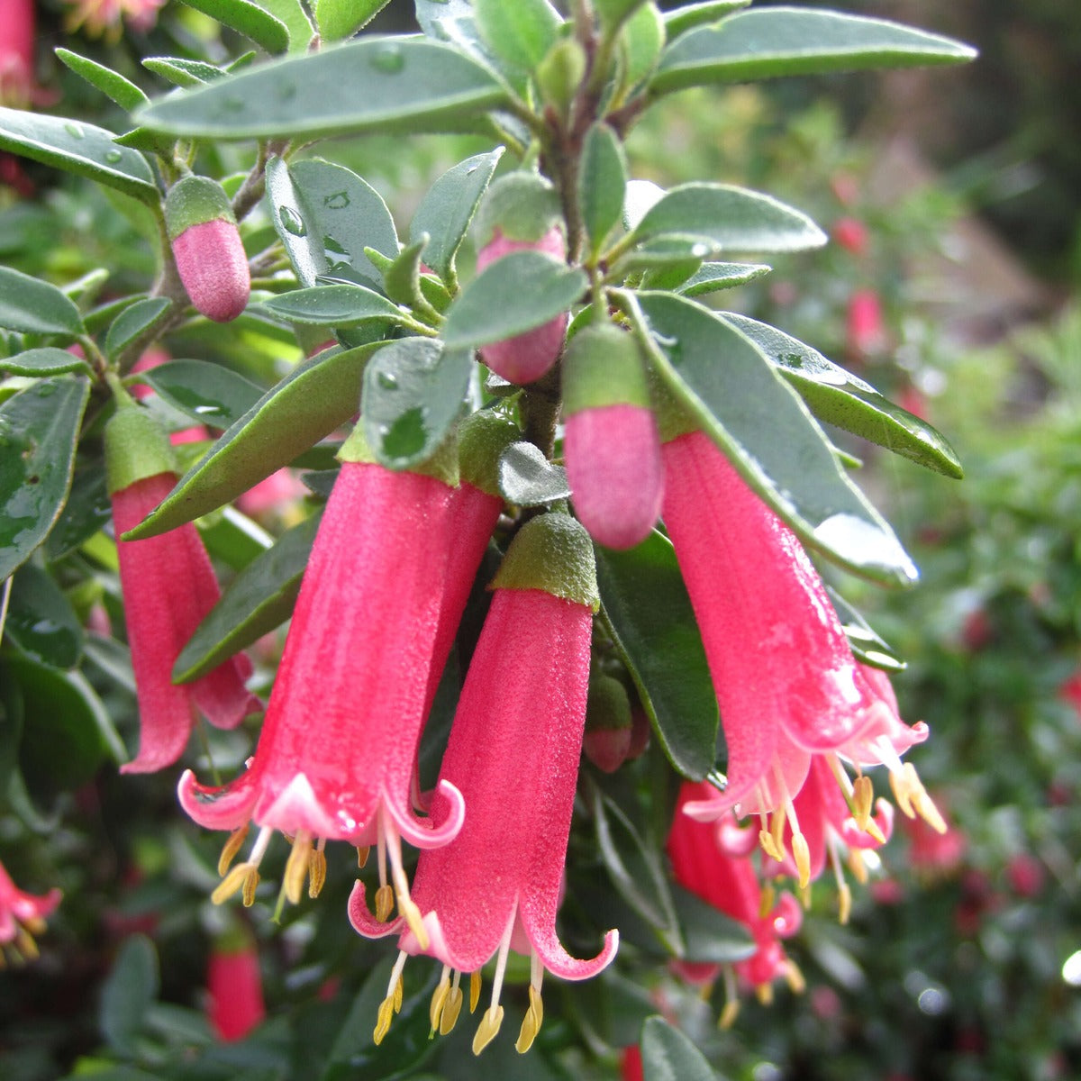 Correa Adorabelle 13 Scaled - Garden Express Australia