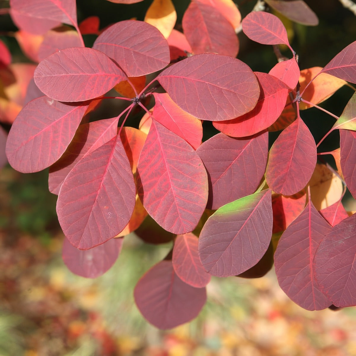 Cotinus Smoke Bush Flame - Garden Express Australia