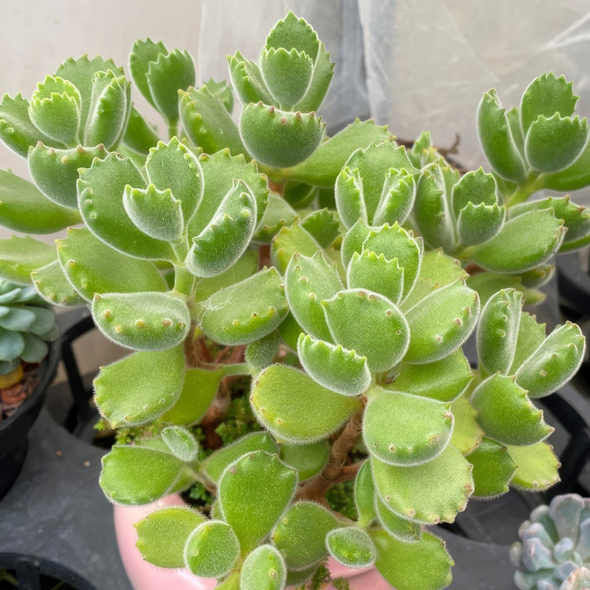 Cotyledon Bear Paw Green P68cotpbg - Garden Express Australia