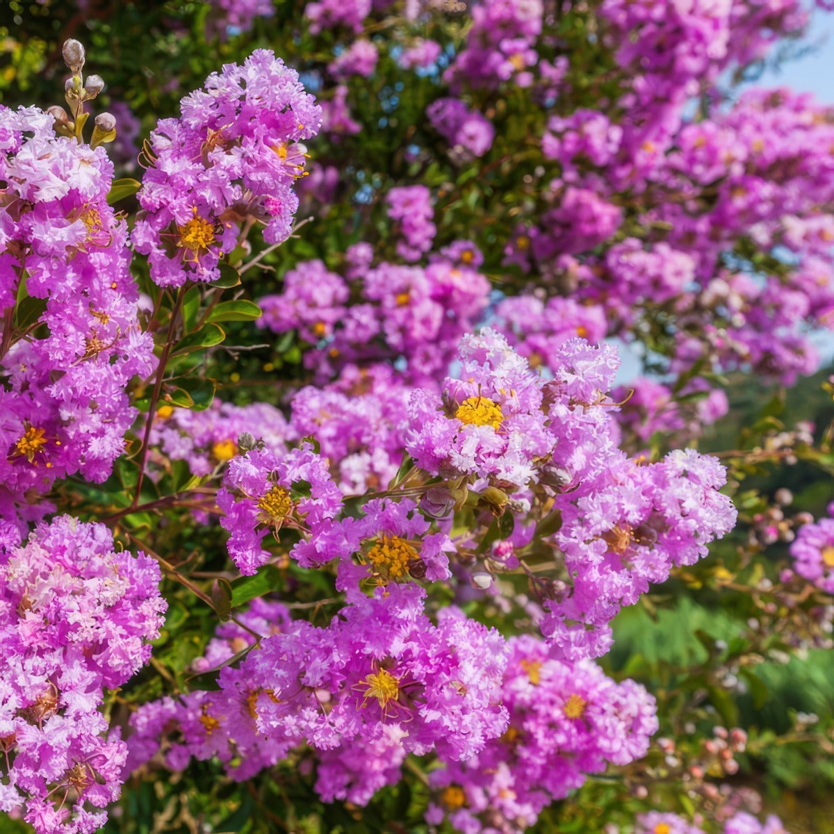 Crepe Myrtle Lipan 2025 Trecmylip - Garden Express Australia