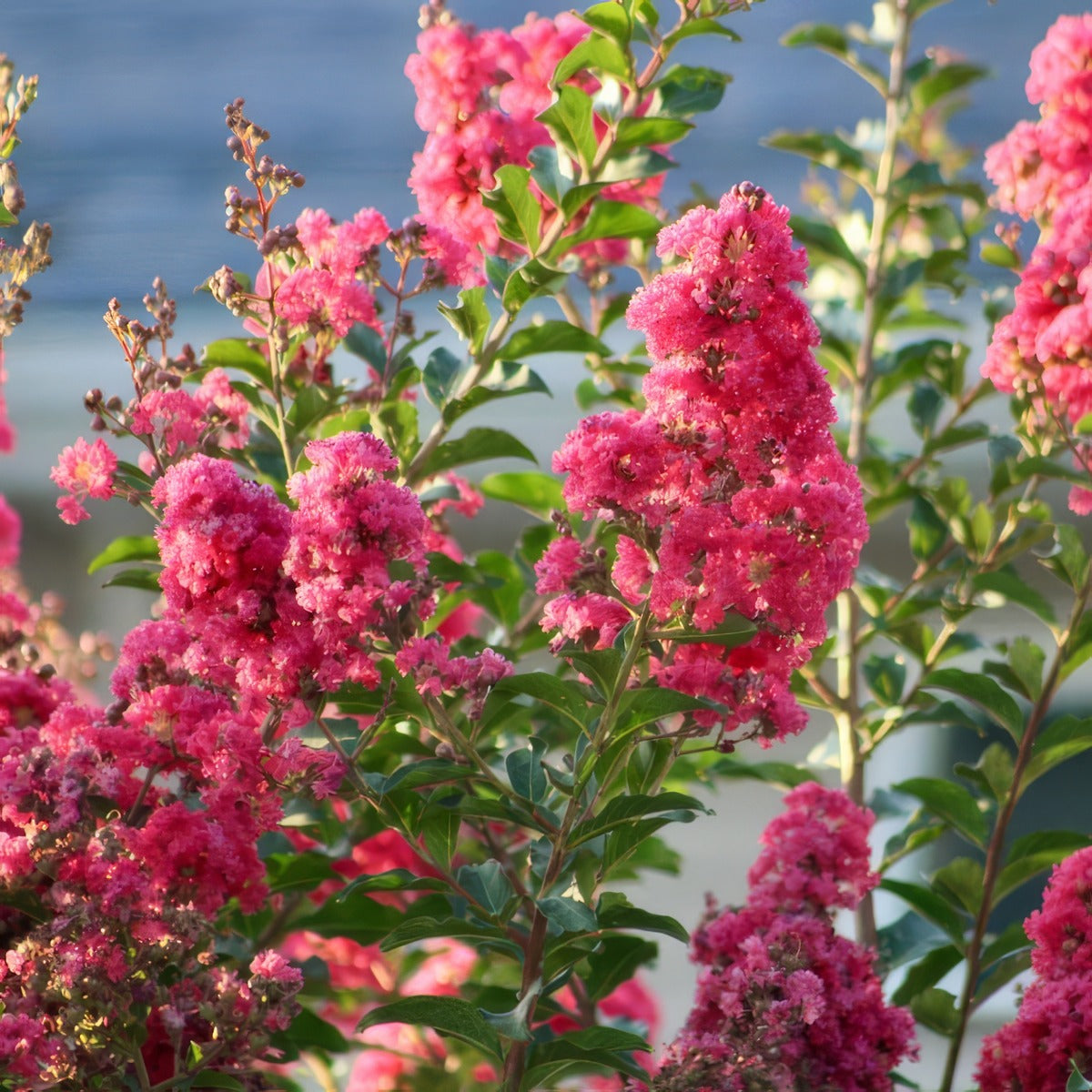 Crepe Myrtle Tonto Trecmyton - Garden Express Australia