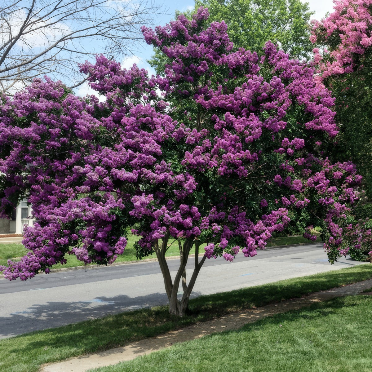 Crepe Myrtle Zuni Trecmyzun - Garden Express Australia