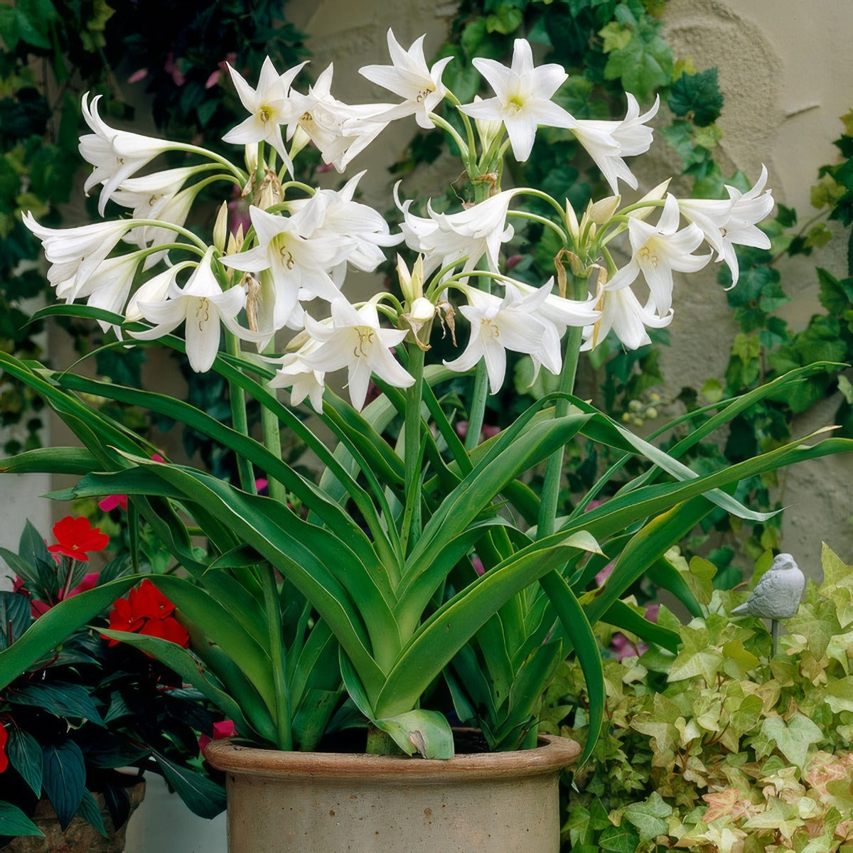 Crinum Lily White Pkcriwhi - Garden Express Australia