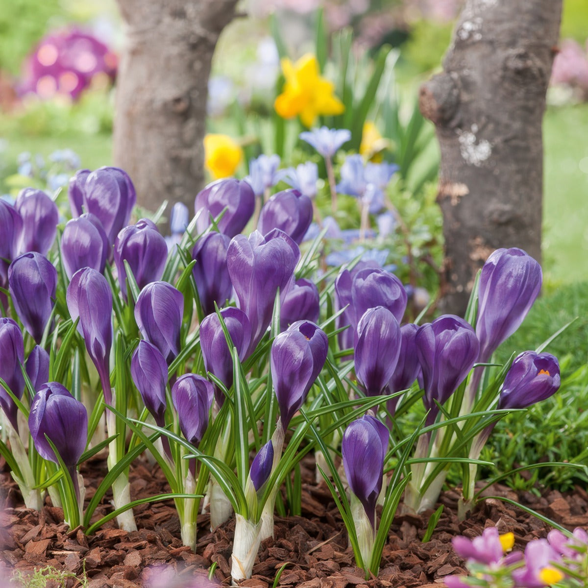 Crocus Flower Record 2 Pkcrofre 2026 - Garden Express Australia