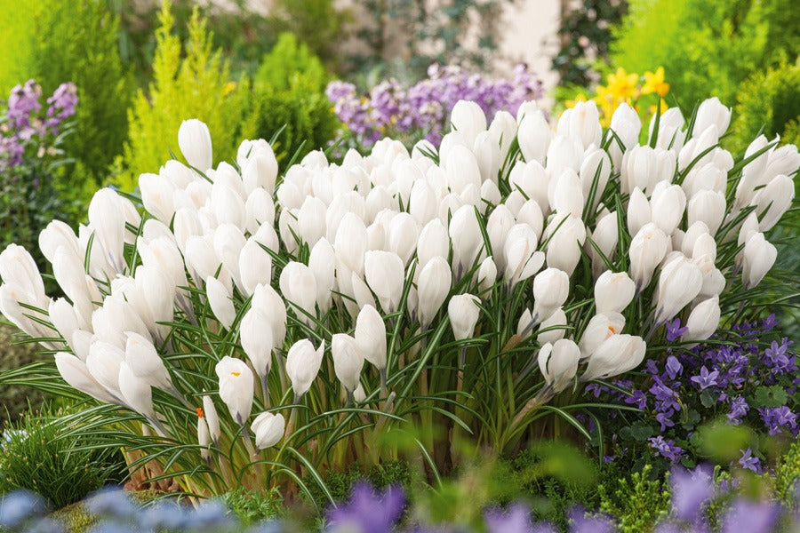 Crocus Jeanne D Arc 1 Pkcrojda 2026 - Garden Express Australia