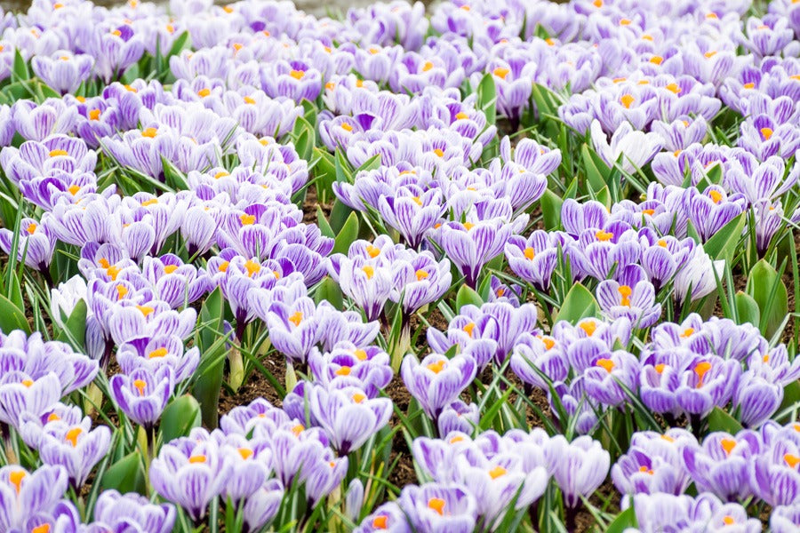 Crocus Pickwick 2 Pkcropic 2026 - Garden Express Australia