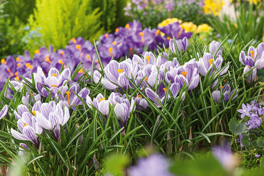 Crocus Pickwick 4 Pkcropic 2026 - Garden Express Australia