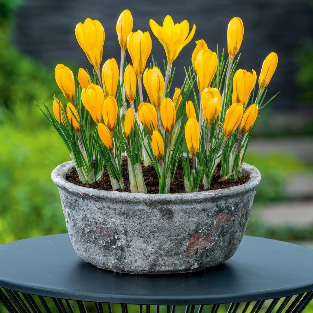 Crocus Yellow Mammoth 3 Pkcroyma 2026 - Garden Express Australia