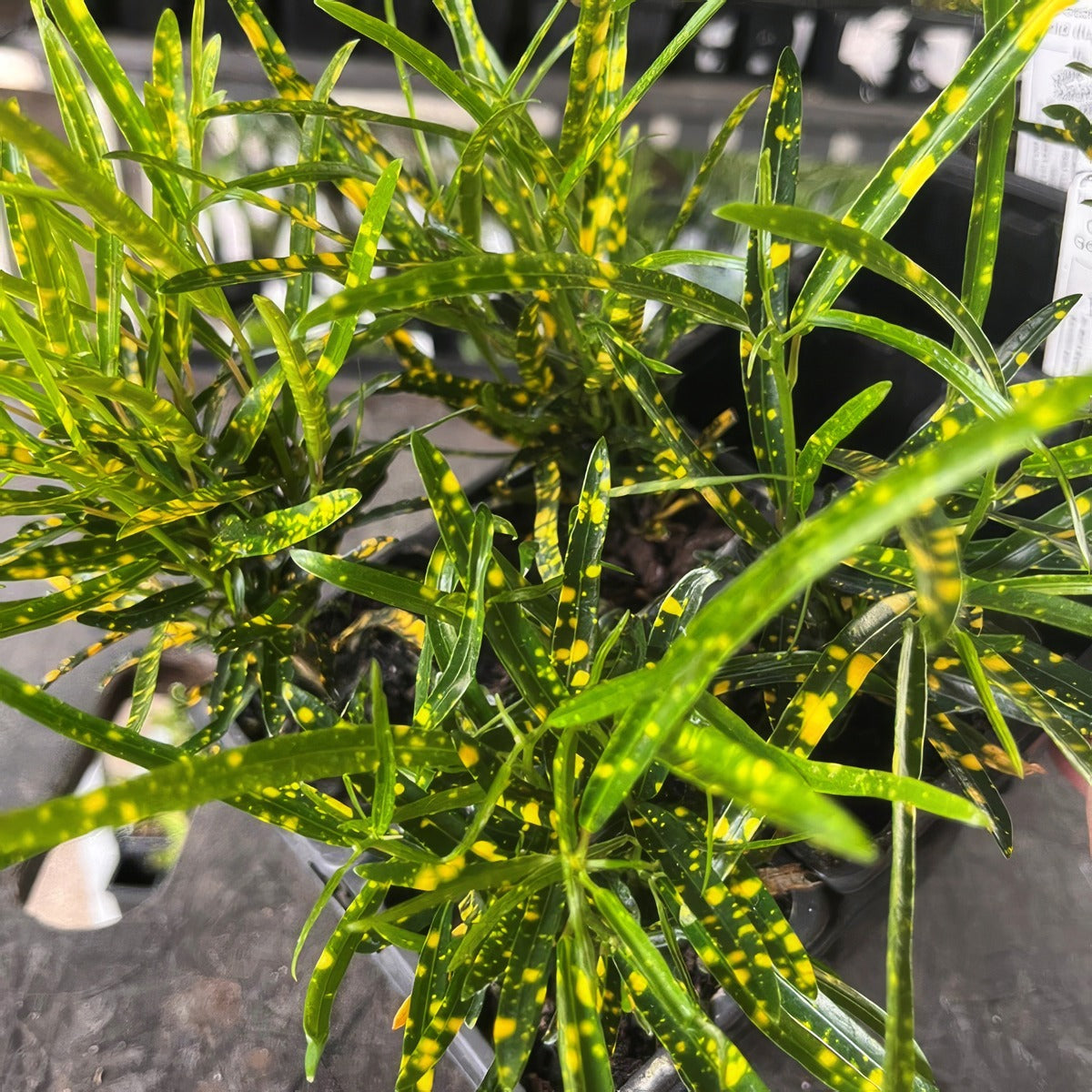 Croton Gold Dust P68crogdu - Garden Express Australia
