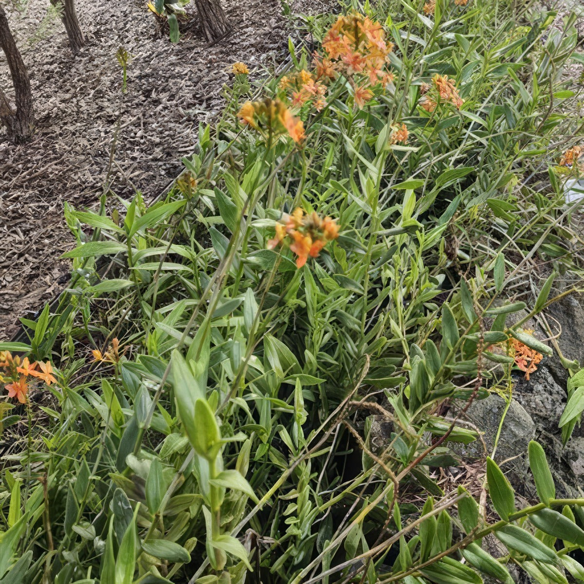 Crucifix Orchid Orange - Garden Express Australia